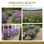 🌱Premium Cornflower Seeds🌸
