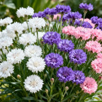 🌱Premium Cornflower Seeds🌸